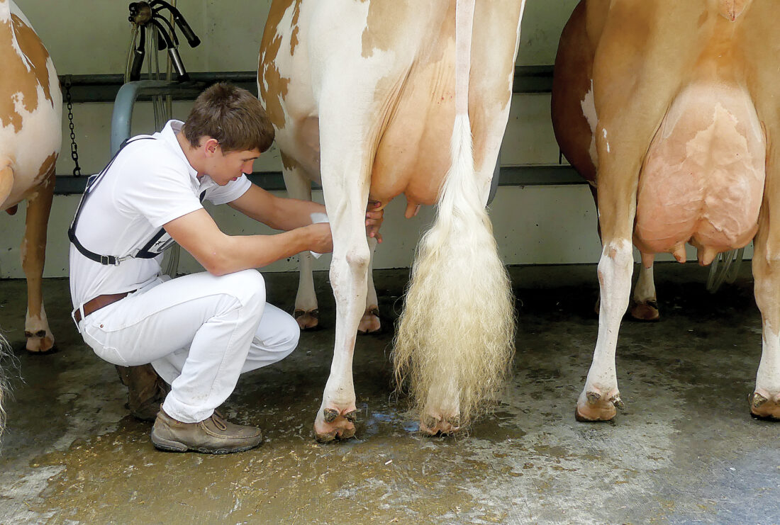Best in show Morrisons Cove Dairy Show a summer tradition for over 70 years News, Sports